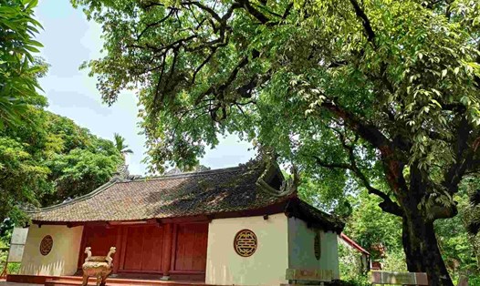 Cây thị cổ cạnh chùa Tông trở thành một trong những biểu tượng văn hóa của người dân thôn Vũ Xá, xã Quang Khải, huyện Tứ Kỳ, Hải Dương. Ảnh: Hoàng Khôi