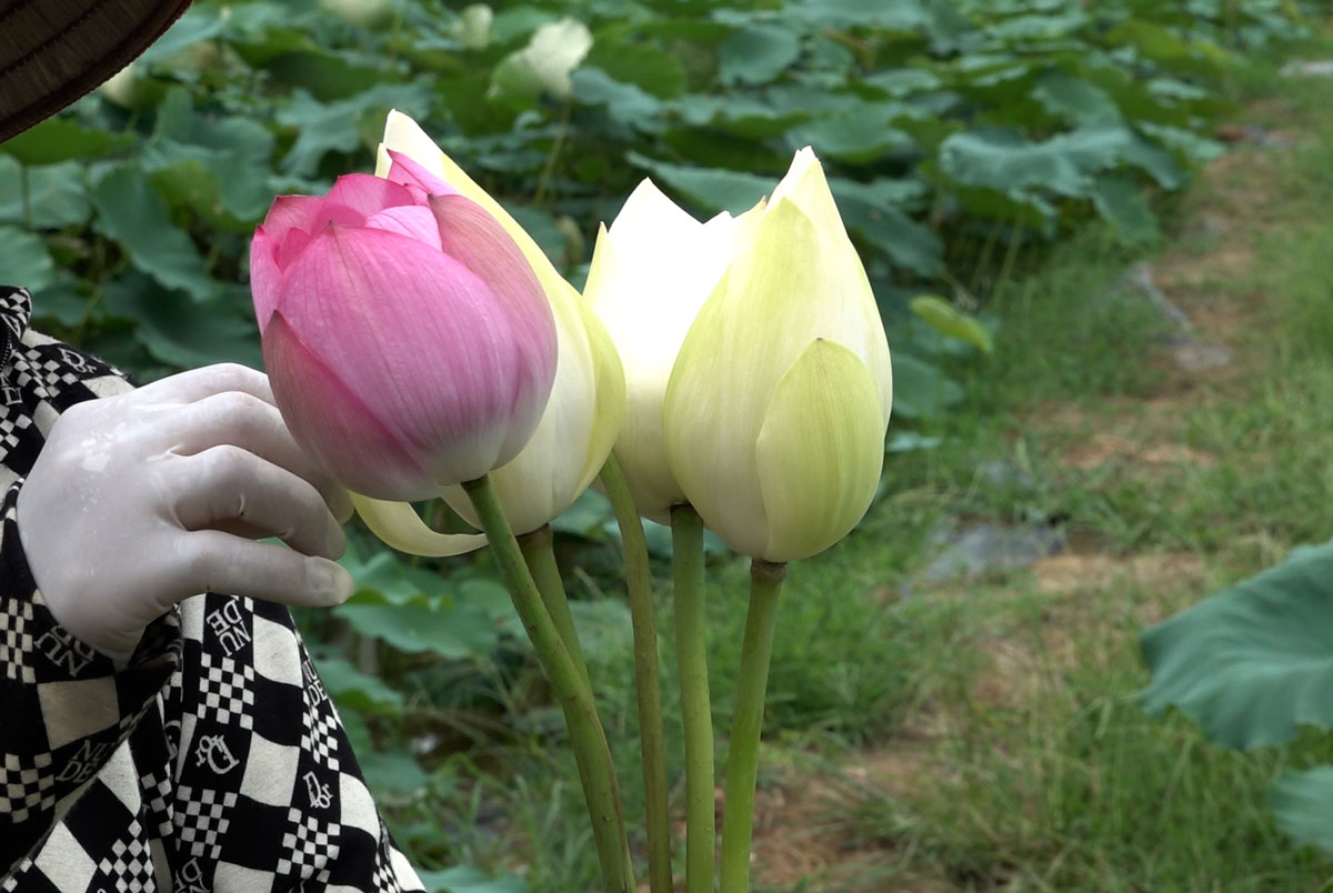 Hoa sen đang kỳ thu hoạch tại phường Hồng Phong, TX Đông Triều, tỉnh Quảng Ninh. Ảnh: Đoàn Hưng