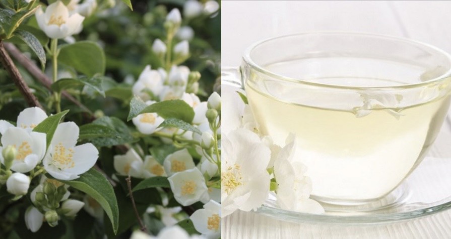 Trà trắng có thể giúp bạn giảm cân cùng nhiều công dụng khác đối với sức khỏe. Đồ họa: Hương Giang