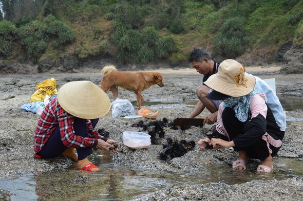 Người dân khai thác nhum ở biển Lệ Thủy. Ảnh: Viên Nguyễn