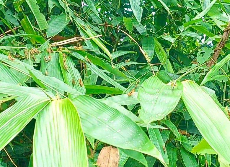 Nhiều diện tích hoa màu, cây trồng ở huyện Na Hang (Tuyên Quang) bị mất trắng do nạn chấu chấu lưng vàng. Ảnh: Lê Duy.