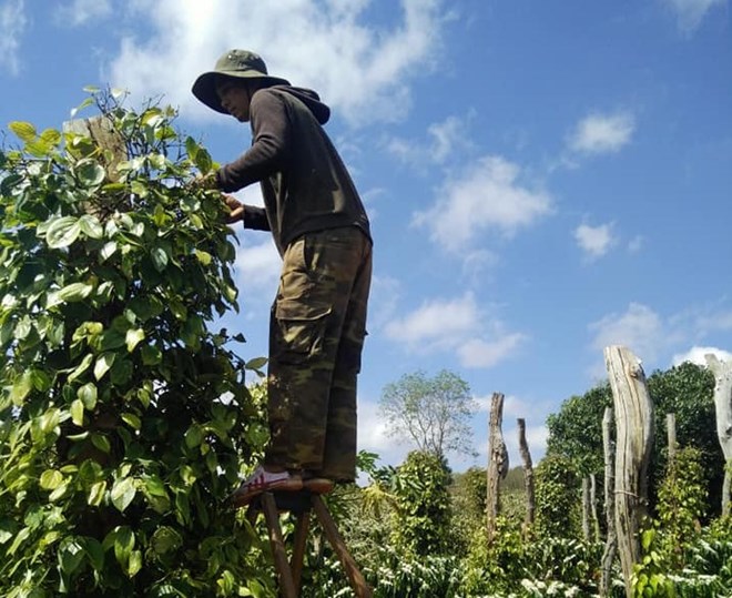 Giá tiêu đang có dấu hiệu tiếp tục tăng mạnh trong thời gian tới khi diện tích trồng những năm qua suy giảm. Ảnh: Bảo Trung 