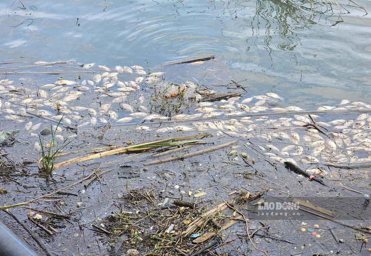 Cá chết hàng loạt tại hồ nước ngọt Bán đảo 1, khu đô thị Halong Marina, phường Hùng Thắng, thành phố Hạ Long. Ảnh: Đoàn Hưng