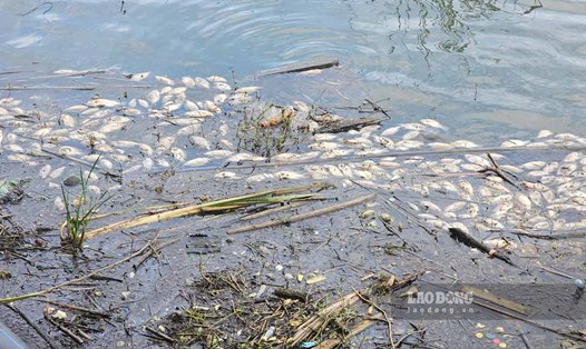 Cá chết hàng loạt tại hồ nước ngọt Bán đảo 1, khu đô thị Halong Marina, phường Hùng Thắng, thành phố Hạ Long. Ảnh: Đoàn Hưng