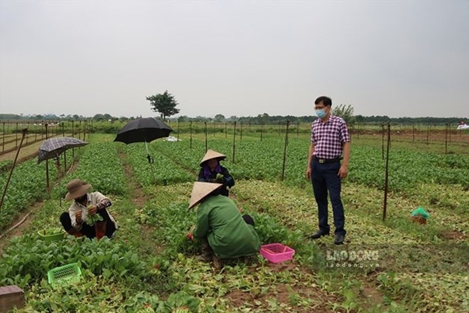 Điều 183 Luật Đất đai 2024 quy định về đất chăn nuôi tập trung. Ảnh minh họa: Trần Vương