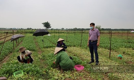 Điều 183 Luật Đất đai 2024 quy định về đất chăn nuôi tập trung. Ảnh minh họa: Trần Vương