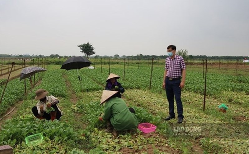 Điều 183 Luật Đất đai 2024 quy định về đất chăn nuôi tập trung. Ảnh minh họa: Trần Vương