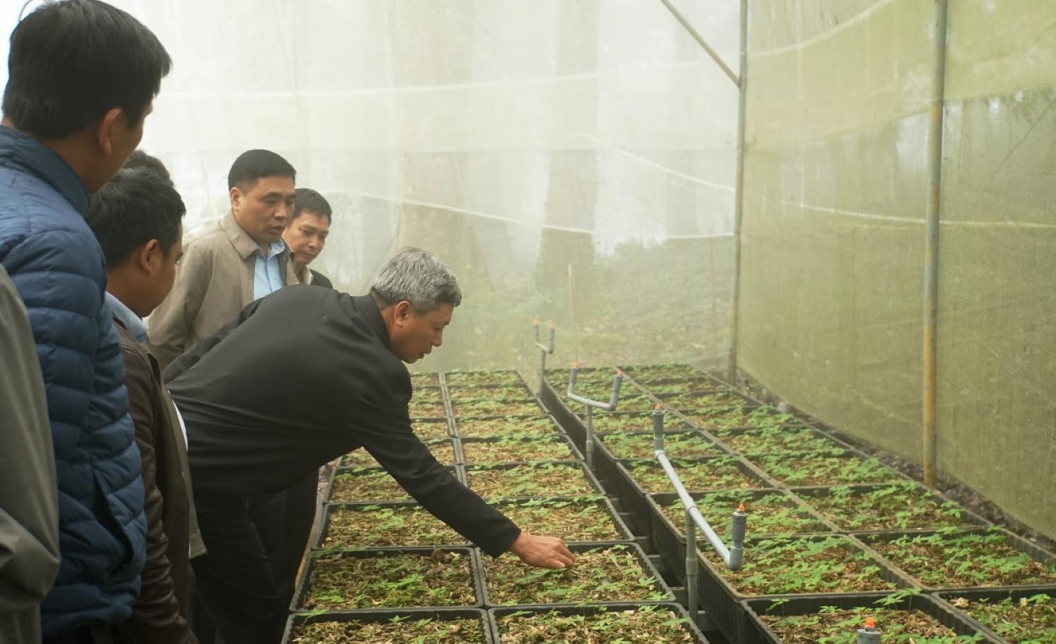 Quảng Nam đã quy hoạch diện tích vùng bảo tồn và phát triển Sâm Ngọc Linh trên 15.500ha. Ảnh: Hoàng Thọ