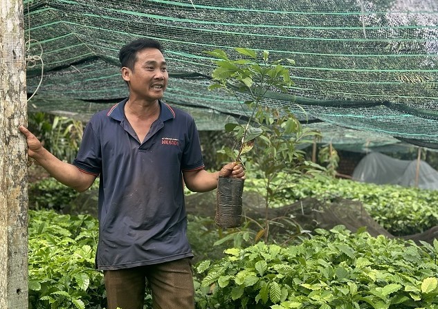 Một số loại cây giống như cà phê, cao su, hồ tiêu ở địa bàn tỉnh Đắk Lắk có chất lượng rất cao. Ảnh: Bảo Trung