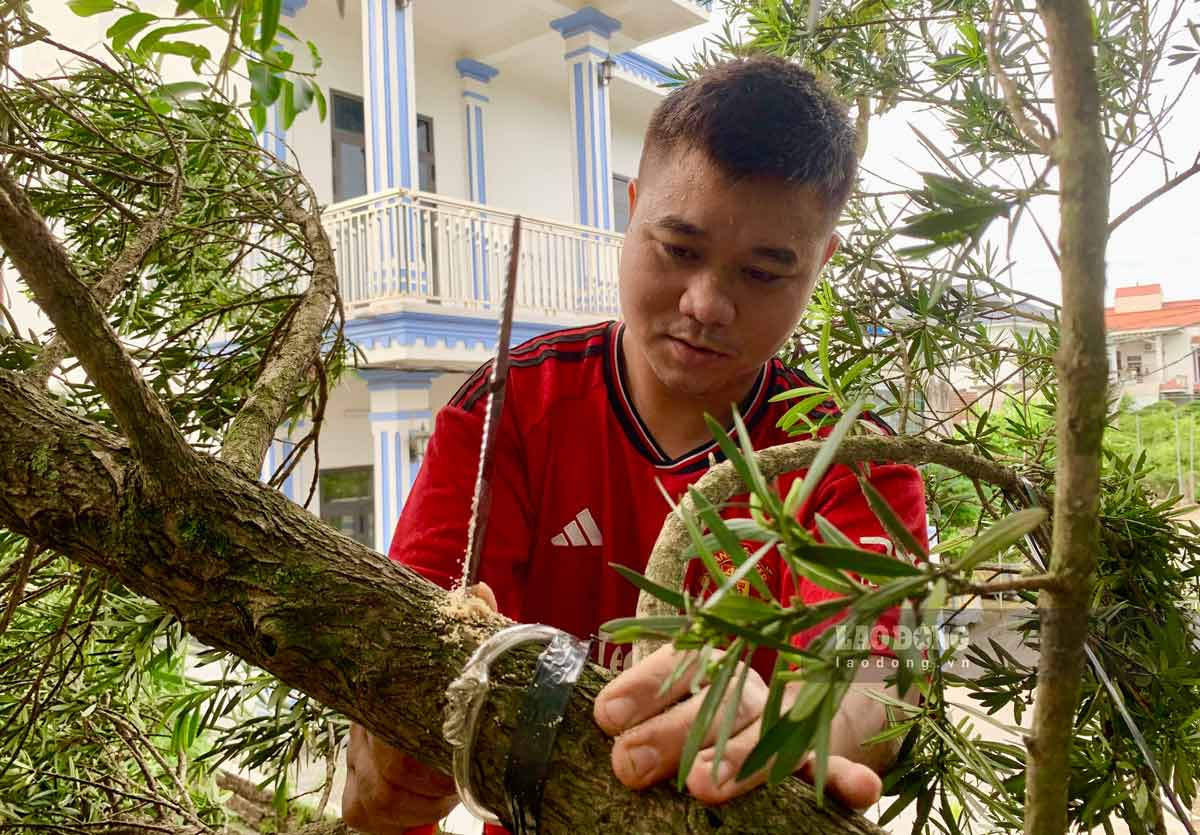 Gặp Lê Quốc Vương (31 tuổi, quê ở Khánh Hòa) đang tỉ mỉ tỉa lá, uốn cành nhằm tạo thế mới cho cây xanh tại một nhà vườn ở P.An Phú Đông (Q.12, TP.HCM), Vương cho biết thời gian này nghề “cầm kéo chỉnh cây” này ăn nên làm ra. Mỗi ngày có thể kiếm... tiền triệu.