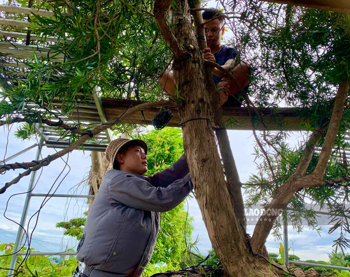 Nghề chỉnh sửa cây cảnh ở Nam Định. Ảnh: Lương Hà