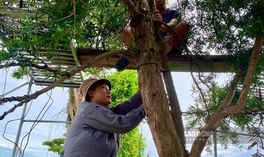 Nghề chỉnh sửa cây cảnh ở Nam Định. Ảnh: Lương Hà
