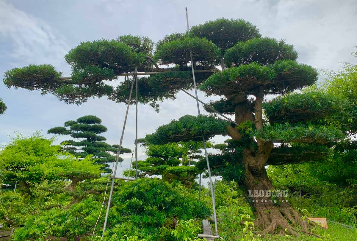 Theo những người thợ uốn cây, để tạo được cây cảnh đẹp thì phải mất vài năm cho một cây đơn giản và phải mất hàng chục năm cho các cây có thế, dáng phức tạp. Ban đầu, khi có ý tưởng, phải chọn giống, chiết cây. Khi cây lớn mới bắt đầu tỉa cành, tạo dáng để cây được phát triển, tạo hình theo ý tưởng mong muốn.