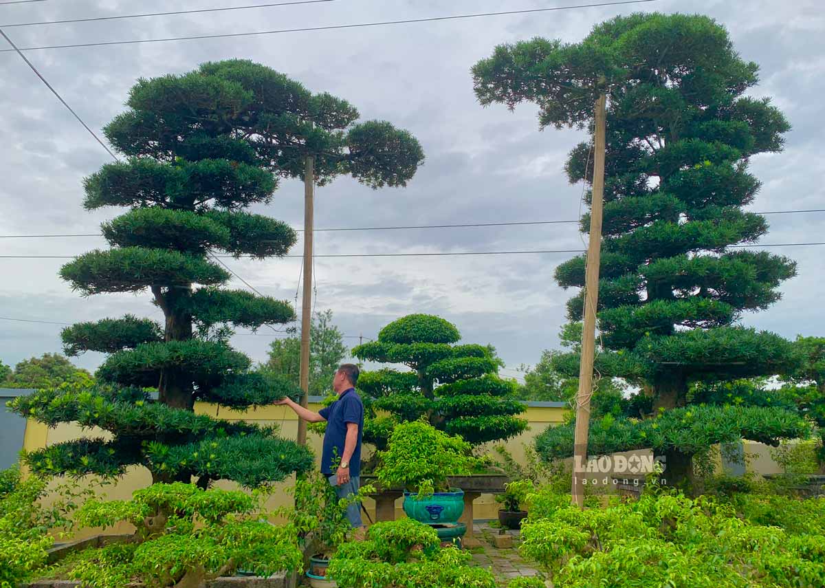 Đến làng cây cảnh Điền Xá (xã Điền Xá, huyện Nam Trực, tỉnh Nam Định)