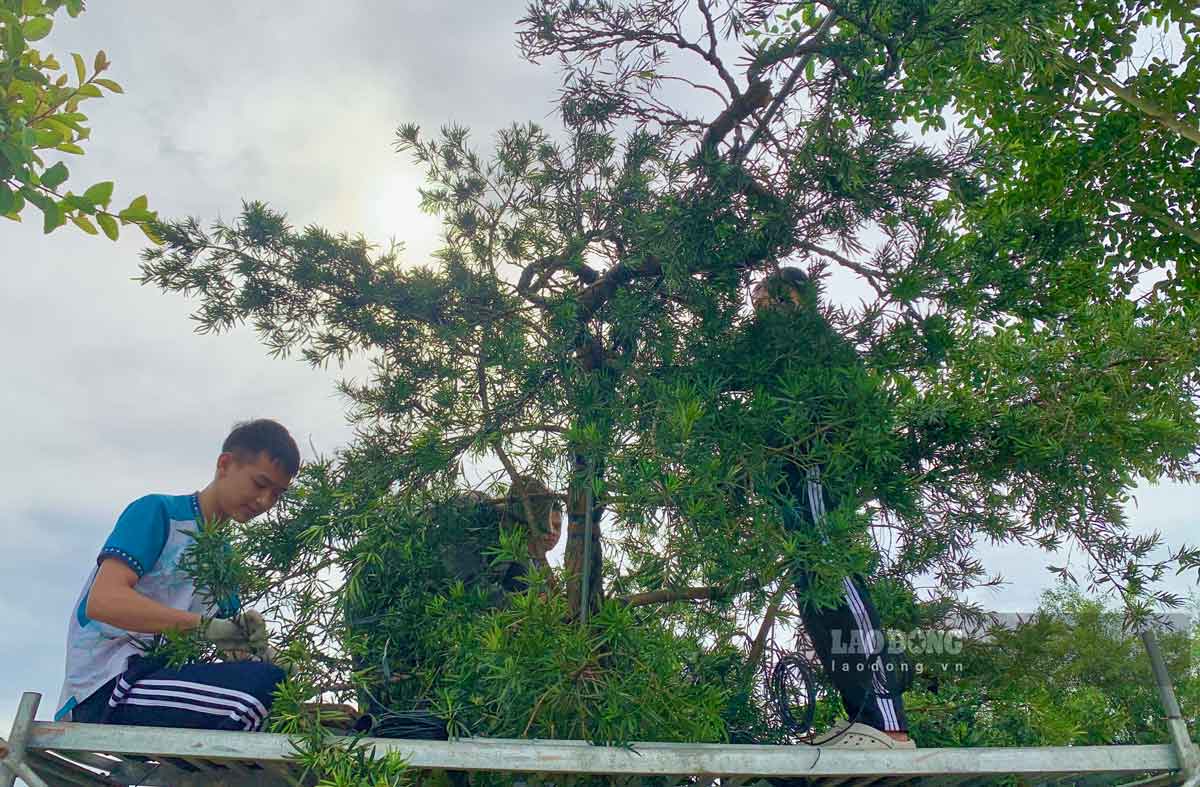 Nhiều cây có chiều cao lớn, những người thợ phải bắc giàn giáo 