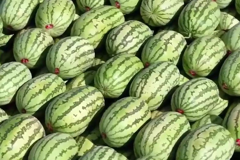 Changji, một khu tự trị tại Tân Cương (Trung Quốc) đang vào mùa dưa hấu. Ảnh: Xinhua