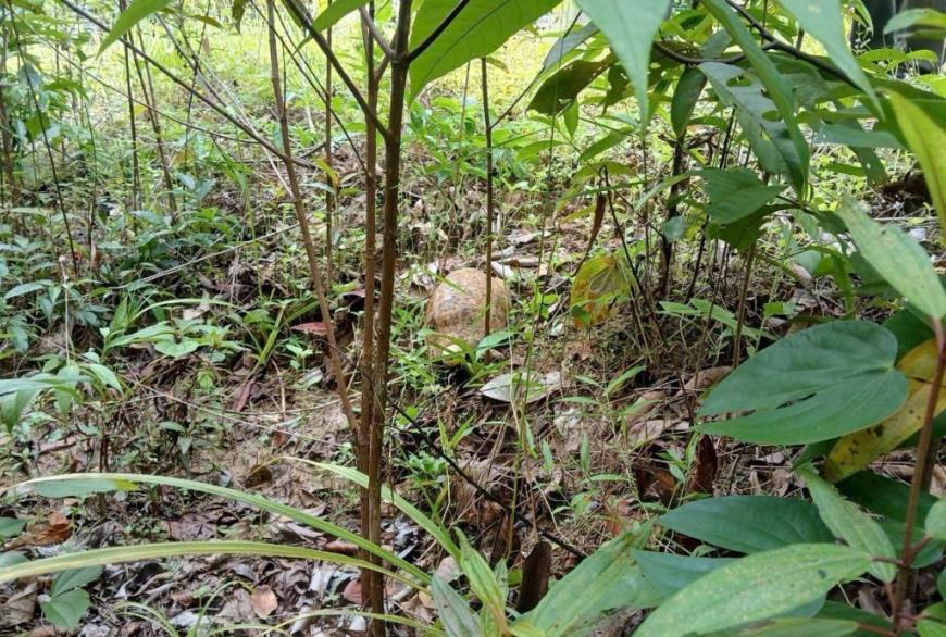 Cá thể rùa vàng được thả về môi trường tự nhiên. Ảnh: Hạt Kiểm lâm TP Phú Quốc