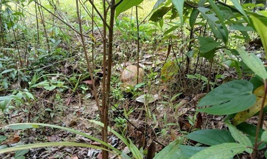 Cá thể rùa vàng được thả về môi trường tự nhiên. Ảnh: Hạt Kiểm lâm TP Phú Quốc