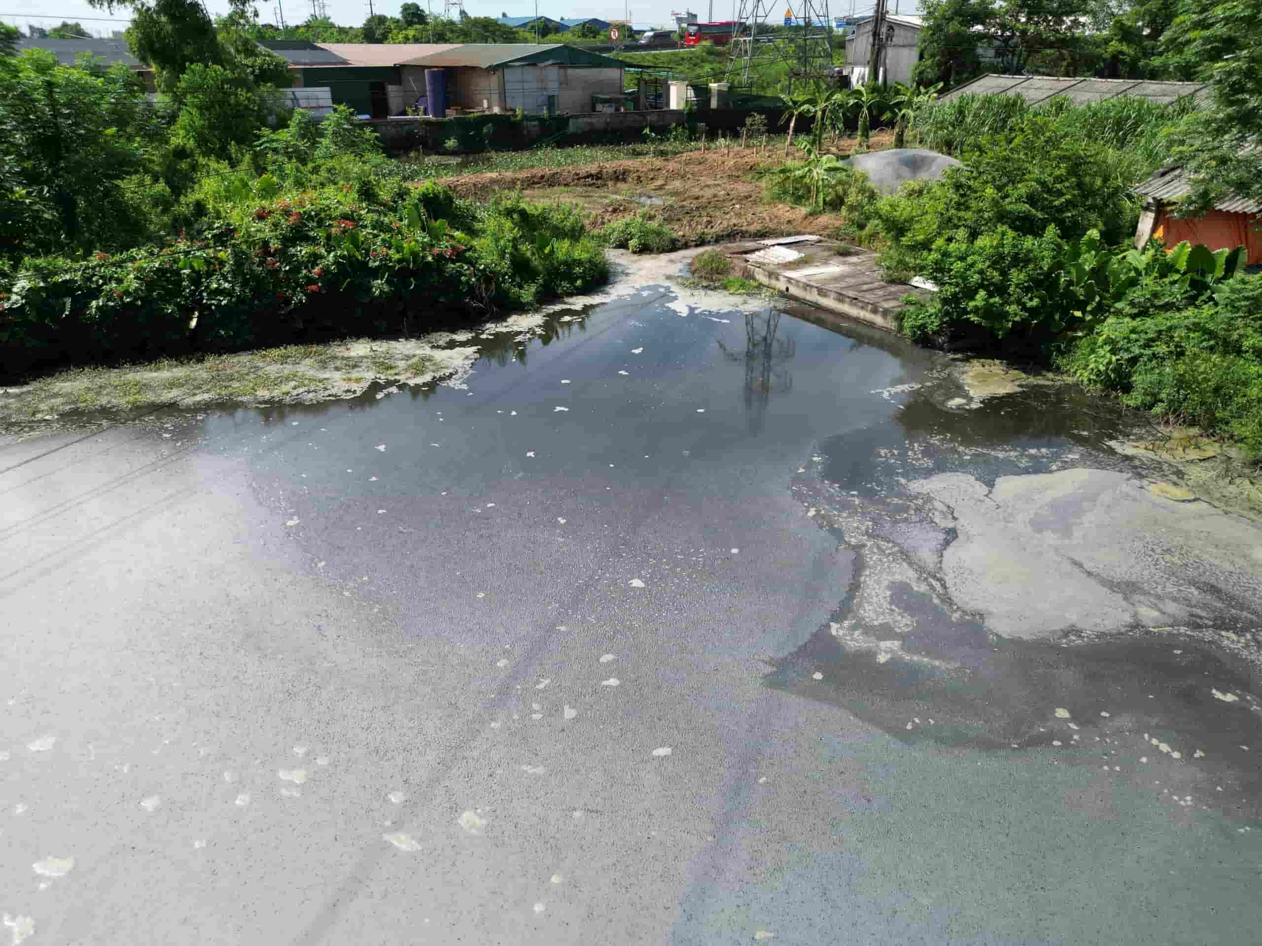 Nước thải từ trang trại chăn nuôi lợn của Công ty cổ phần chế biến nông sản thực phẩm xuất khẩu Ninh Bình đen kịt, bốc mùi hôi thối.  Ảnh: Nguyễn Trường