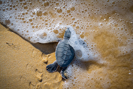 Rùa con về với biển, sau khi trưởng thành, chúng sẽ quay trở lại nơi chúng sinh ra để đẻ trứng, tiếp nối những vòng sự sống mới. Ảnh: Nghệ sĩ nhiếp ảnh Thùy Linh