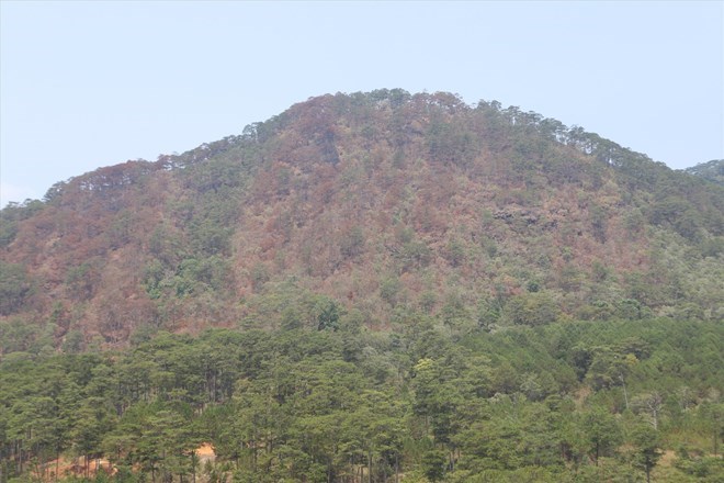 Tình trạng phá rừng, lấn chiếm đất rừng còn xảy ra tại tỉnh Lâm Đồng