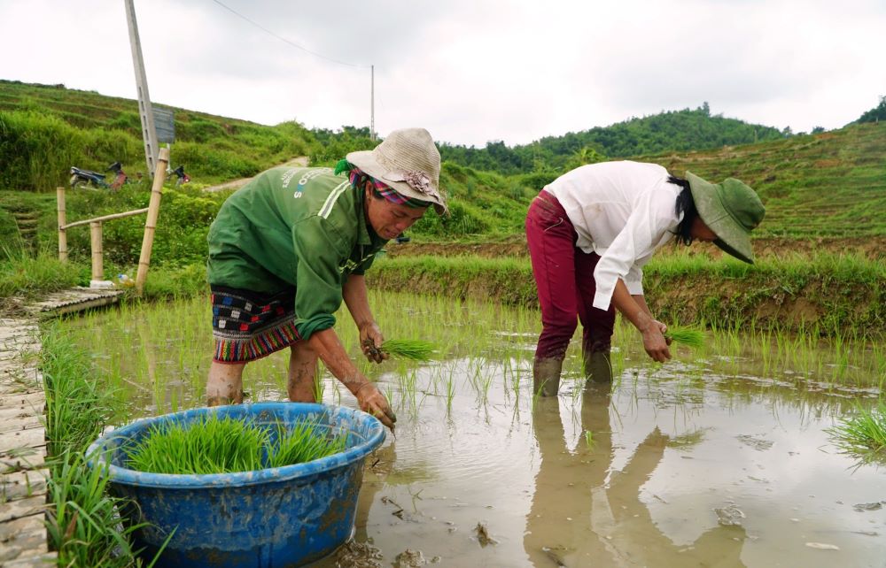 Thời điểm này, người dân đang hối hả lấy nước từ trên khe suối vào ruộng để cấy lúa. Ảnh: Quách Du