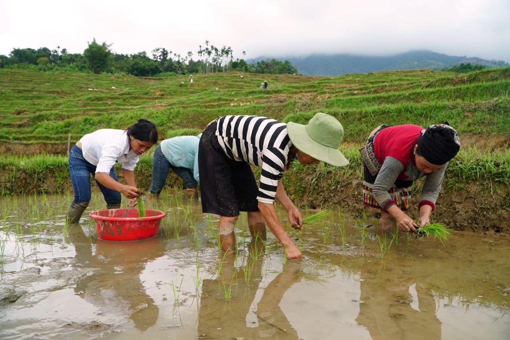 Đến với Yên Thắng, du khách không chỉ được đắm chìm trong khung cảnh bình yên, mà còn được trải nghiệm cùng người dân đi cấy, gặt lúa. Vài năm qua, địa phương đã khai thác các tiềm năng sẵn có để phát triển du lịch trải nghiệm. Vào mùa nước đổ và mùa lúa chín, nơi đây thu hút đông du khách đến chụp ảnh. Ảnh: Quách Du