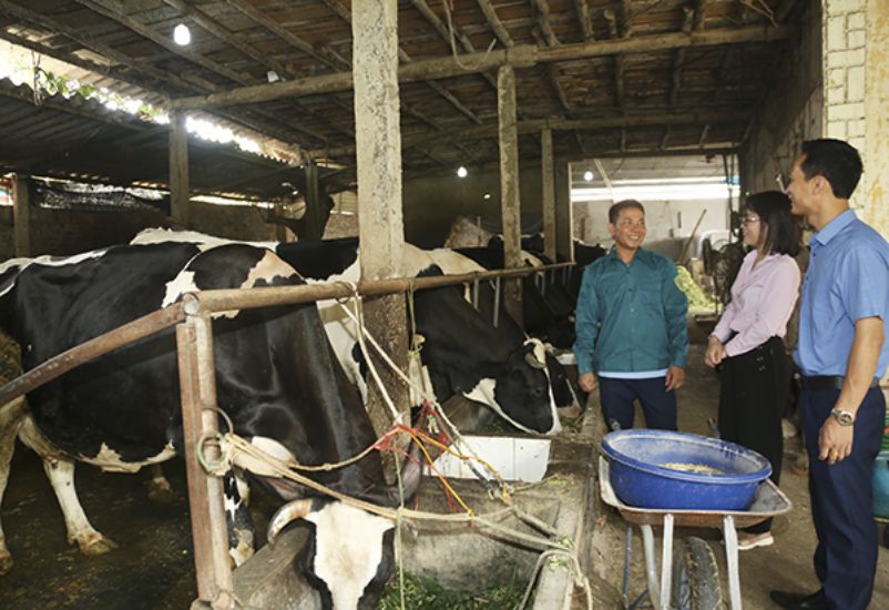 하노이시의 Ba VI 지구 Tan Linh Commune에있는 Ke Moi Village의 Pham Van Giang (왼쪽)은 우선적 수도에서 유제품 농업 모델을 개발합니다. 사진 : Minh Nguyen