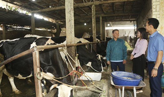 Anh Phạm Văn Giang (trái) ở thôn Ké Mới, xã Tản Lĩnh, huyện Ba Vì, TP Hà Nội phát triển mô hình chăn nuôi bò sữa từ nguồn vốn ưu đãi. Ảnh: Minh Nguyễn