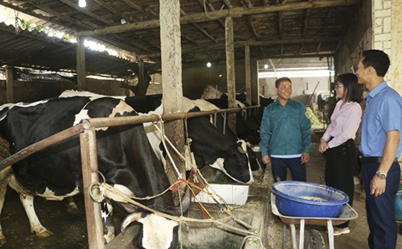 Anh Phạm Văn Giang (trái) ở thôn Ké Mới, xã Tản Lĩnh, huyện Ba Vì, TP Hà Nội phát triển mô hình chăn nuôi bò sữa từ nguồn vốn ưu đãi. Ảnh: Minh Nguyễn