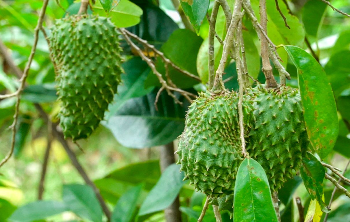 Mãng cầu gai giúp nhiều gia đình có nguồn thu nhập ổn định. Ảnh: Phương Anh