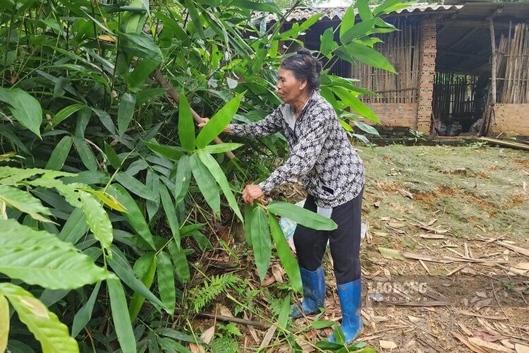 Mrs. Thuan with a haggard face, diligently raising Hong and his three grandchildren. Photo: To Cong.