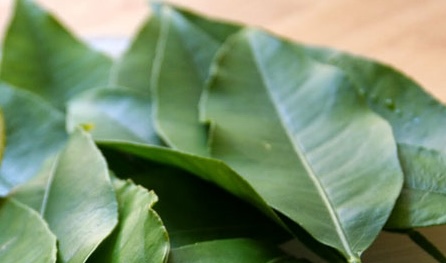 レモンの葉は高血糖コントロールをサポートできると考えられています。写真: Nghia Thanh