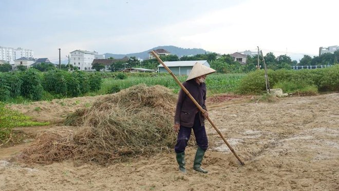 Khổ qua héo dàn, đất bỏ trống do nước tưới nhiễm mặn tại vườn rau Đà Nẵng