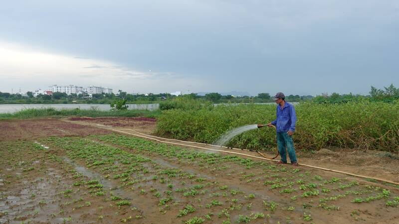 Farmers in Da Nang have to use drilled well water to irrigate vegetables in the hope that the plants will grow. Photo: Tran Thi