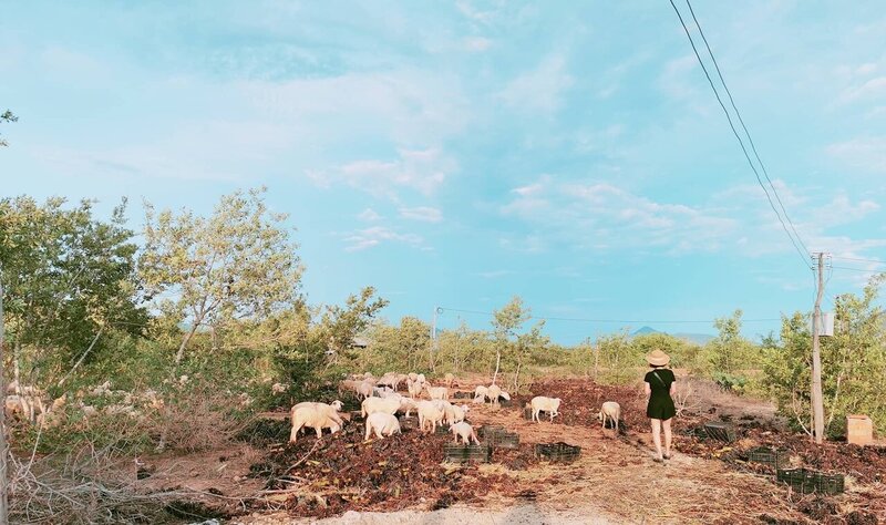 An Hoa sheep field