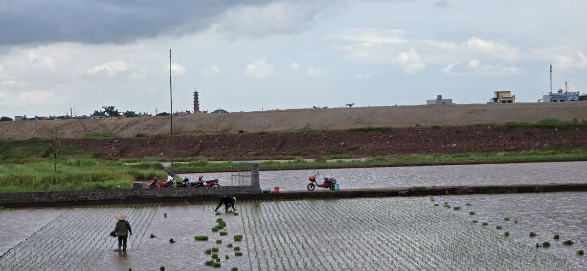 Nông dân thôn Tam Bảo (xã Nam Hồng, huyện Tiền Hải, tỉnh Thái Bình) cấy lúa vụ mùa 2024 quanh công trường thi công tuyến đường số 3. Ảnh: Trung Du