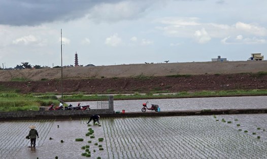 Nông dân thôn Tam Bảo (xã Nam Hồng, huyện Tiền Hải, tỉnh Thái Bình) cấy lúa vụ mùa 2024 quanh công trường thi công tuyến đường số 3. Ảnh: Trung Du