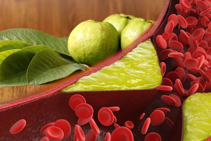 Lợi ích của lá ổi giúp kiểm soát cholesterol. Đồ hoạ: Thiện Nhân