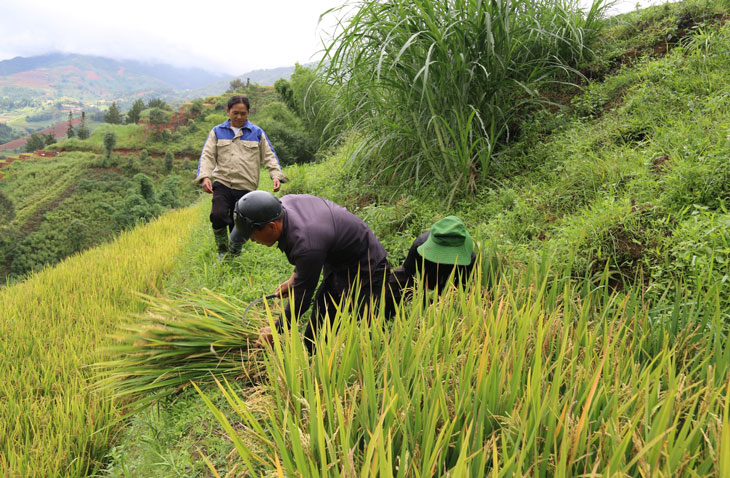 People tried to harvest and salvage the failed fields. Photo: An Nhien