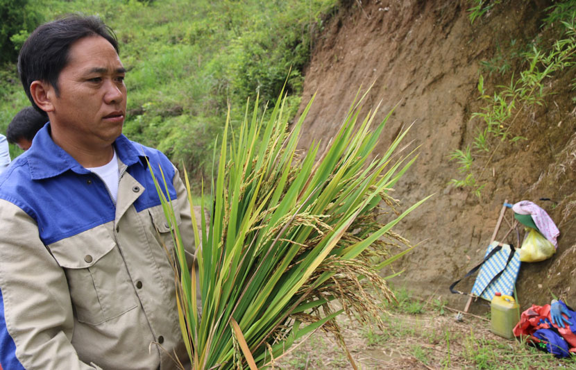 Mr. Giang A Nu in Khao Mang commune, Mu Cang Chai district was bored holding a bundle of rice with a flat grain rate of up to 80%. Photo: An Nhien