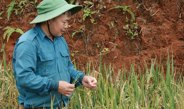 The rice plant grows and develops well, but after flowering, the rice "does not bow its head". Photo: An Nhien