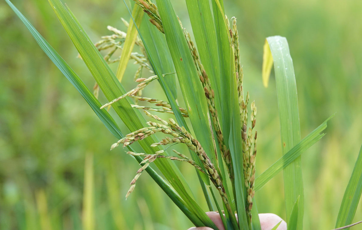 People randomly checked an ear of rice and counted a total of 177 grains, of which 27 were plump and the remaining 150 were flat. Photo: An Nhien