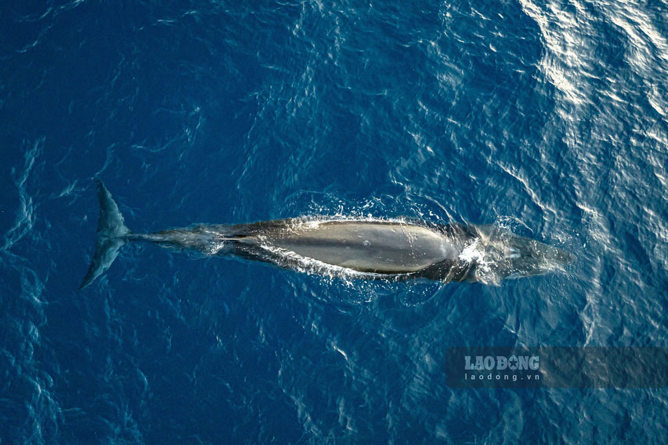 Hình ảnh cá voi săn mồi trên vùng biển xã Hoài Hải, thị xã Hoài Nhơn, Bình Định ngày 15.7. Ảnh: Dũng Nhân