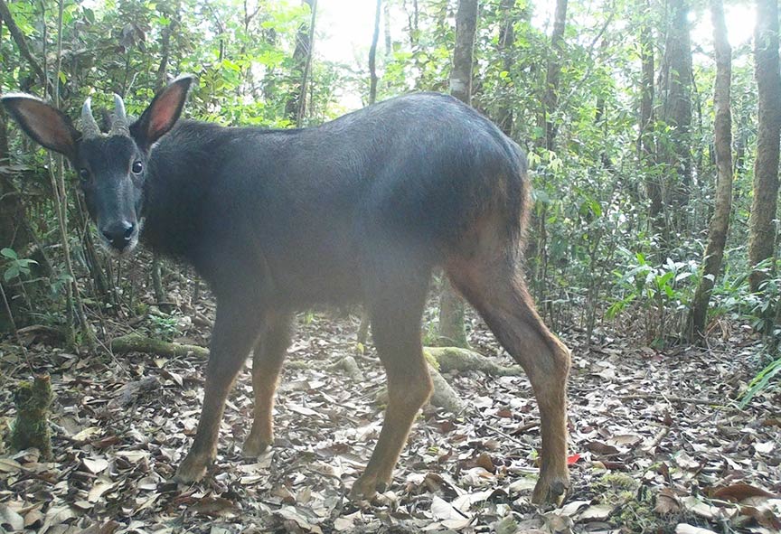 Rare animals discovered through camera trap technique. Photo: Vu Quang National Park