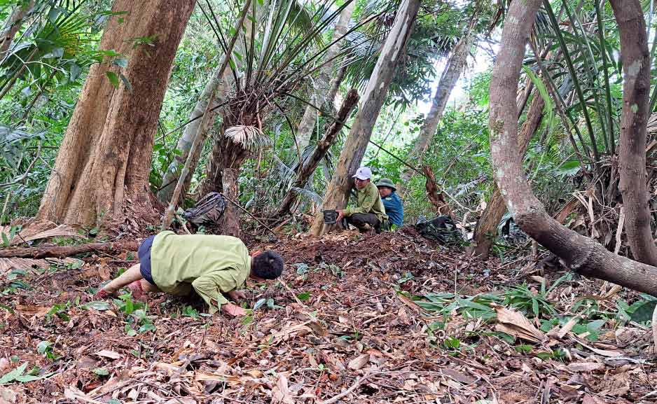 Cán bộ Vườn Quốc gia Vũ Quang đặt bẫy ảnh săn ảnh thú quý hiếm. Ảnh: Lê Văn Vỵ