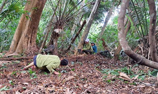 Cán bộ Vườn Quốc gia Vũ Quang đặt bẫy ảnh săn ảnh thú quý hiếm. Ảnh: Lê Văn Vỵ
