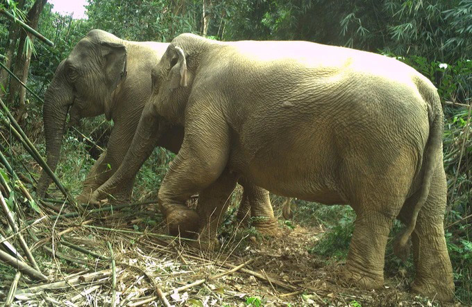 Asian elephants at Vu Quang National Park. Photo: Automatic camera trap