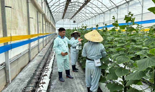 Công nhân lao động trên địa bàn huyện Lâm Hà. Ảnh: Mai Hương