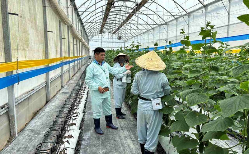 Công nhân lao động trên địa bàn huyện Lâm Hà. Ảnh: Mai Hương